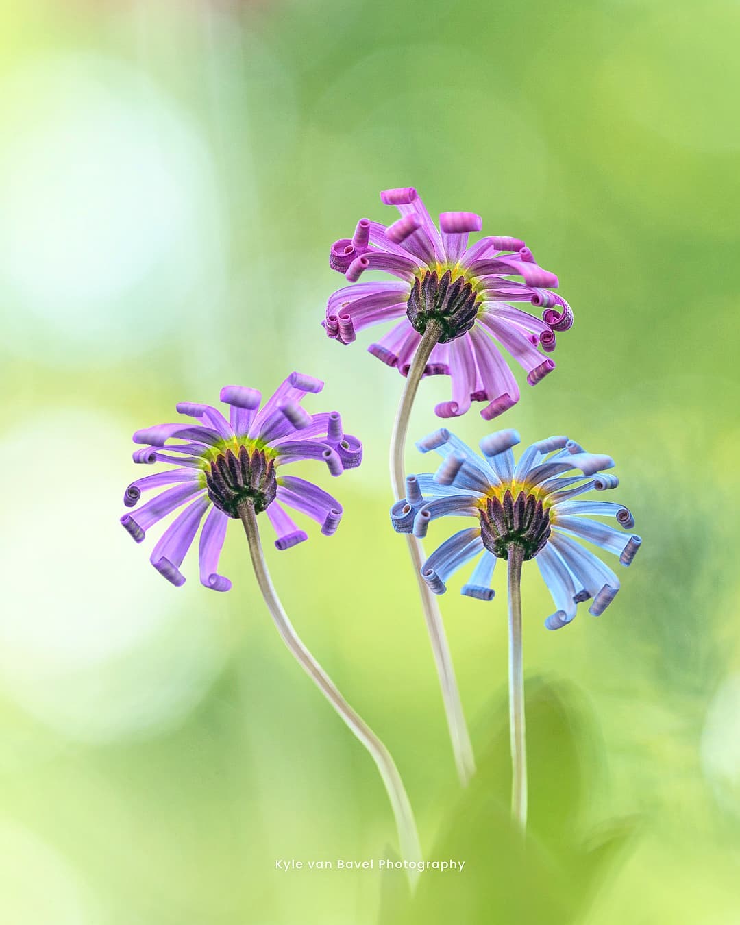 Грибы, цветы и насекомые на макроснимках Кайла ван Бавела