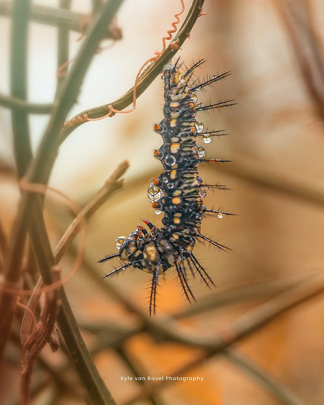 Грибы, цветы и насекомые на макроснимках Кайла ван Бавела Природа