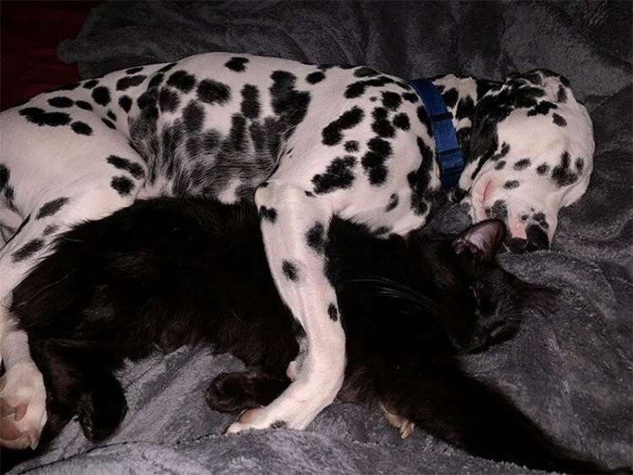 Снимки собак, которые заснули в смешных позах
