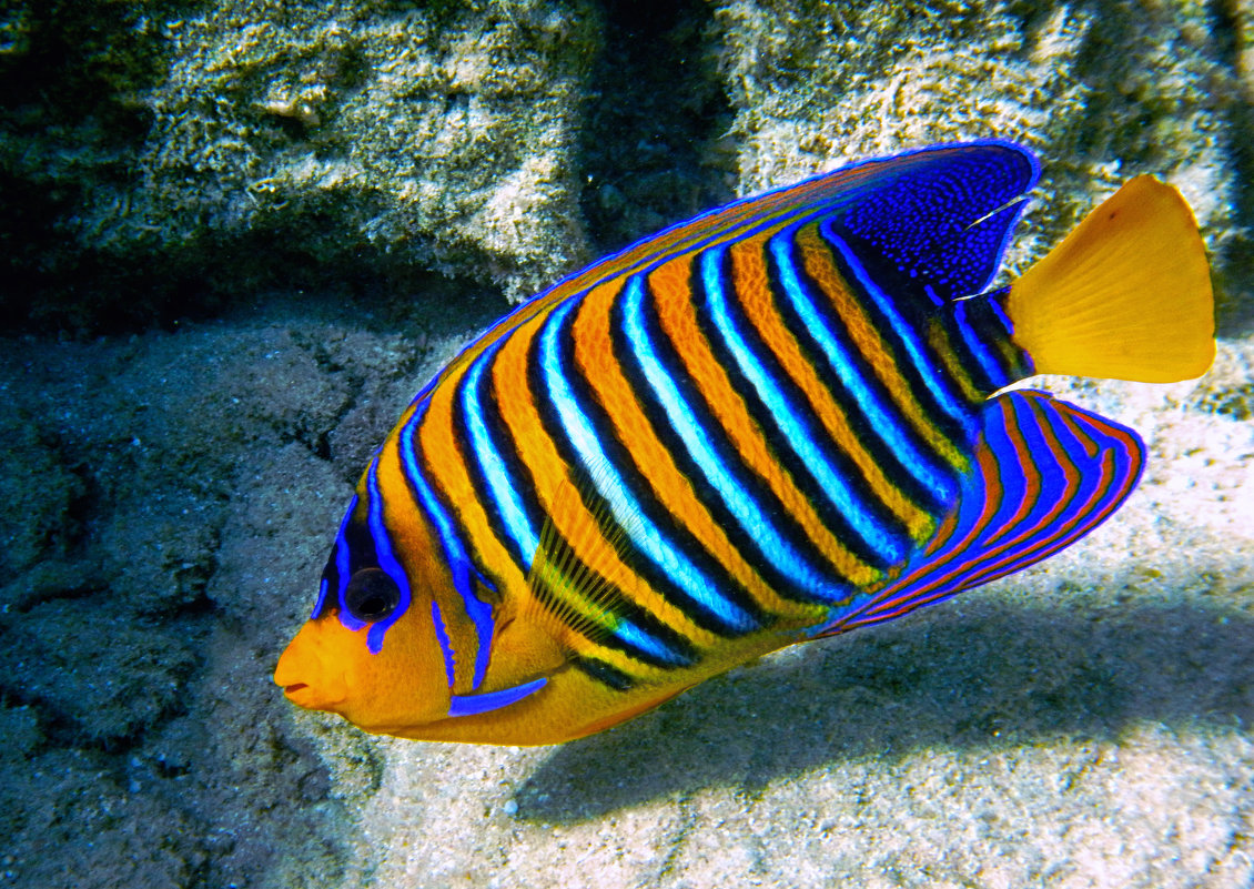 5 самых красивых в мире рыб, подходящих для содержания в домашнем аквариуме