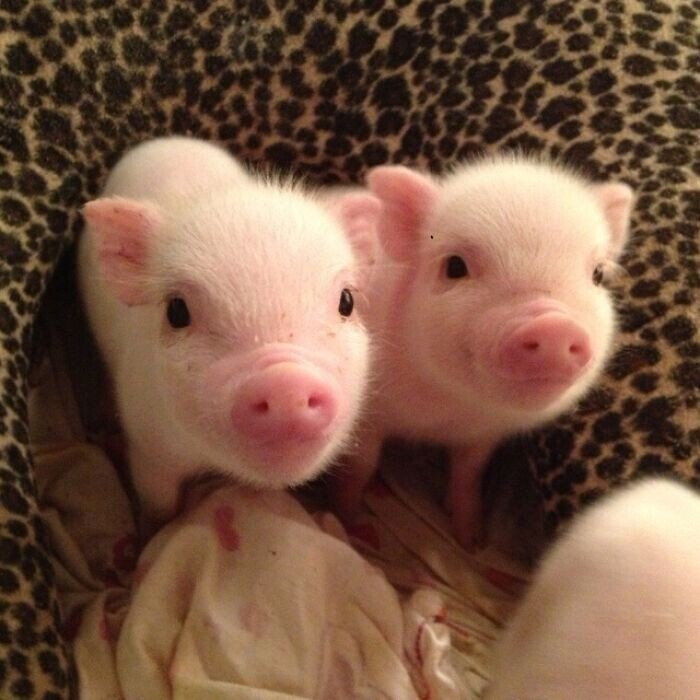 Милейшие снимки со свинками, которые вызывают умиление