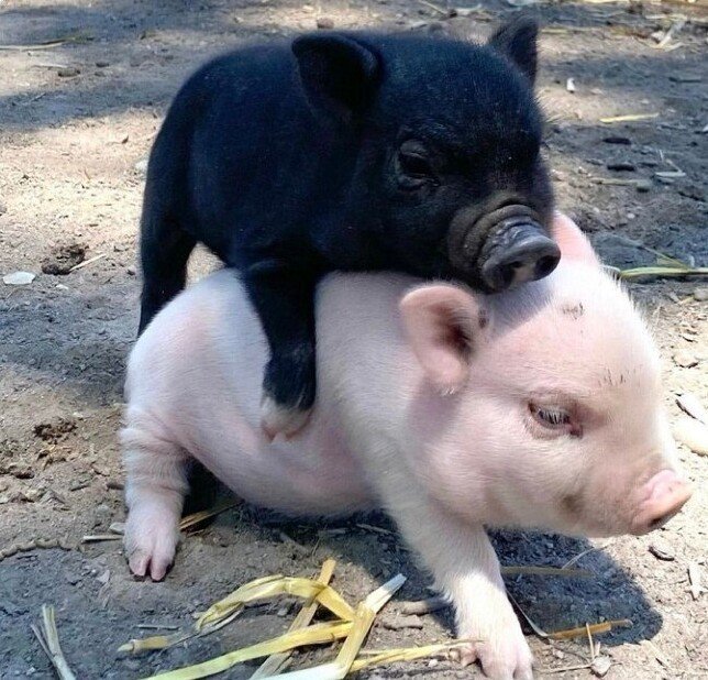 Милейшие снимки со свинками, которые вызывают умиление