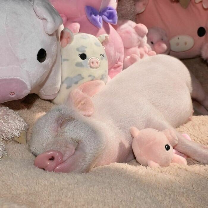 Милейшие снимки со свинками, которые вызывают умиление Животные