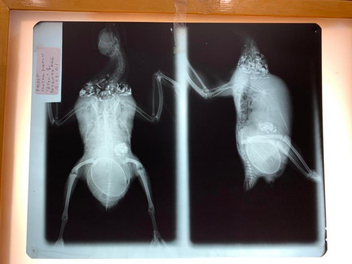 Рентгеновские снимки, которые интересно рассматривать