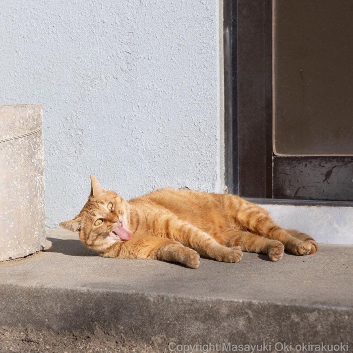 Очаровательные уличные котики на снимках Масаюки Оки