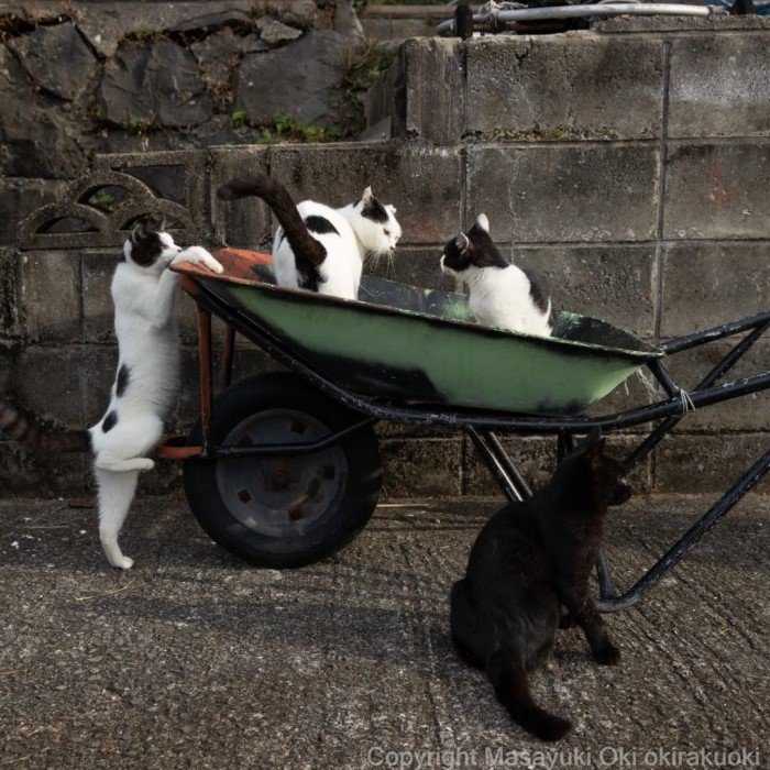 Очаровательные уличные котики на снимках Масаюки Оки