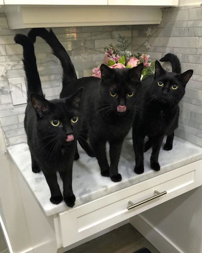 Прелестные кусочки тьмы для любителей чёрных кошек 
