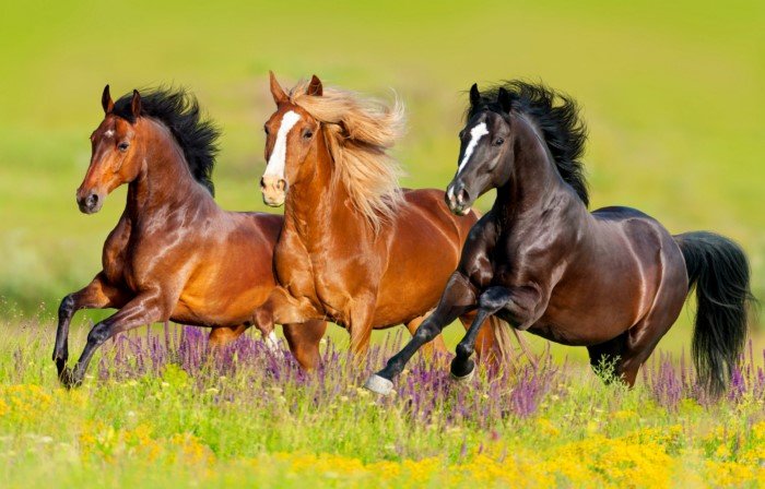 Зачем лошадям подковы, и как без них живут в дикой природе?