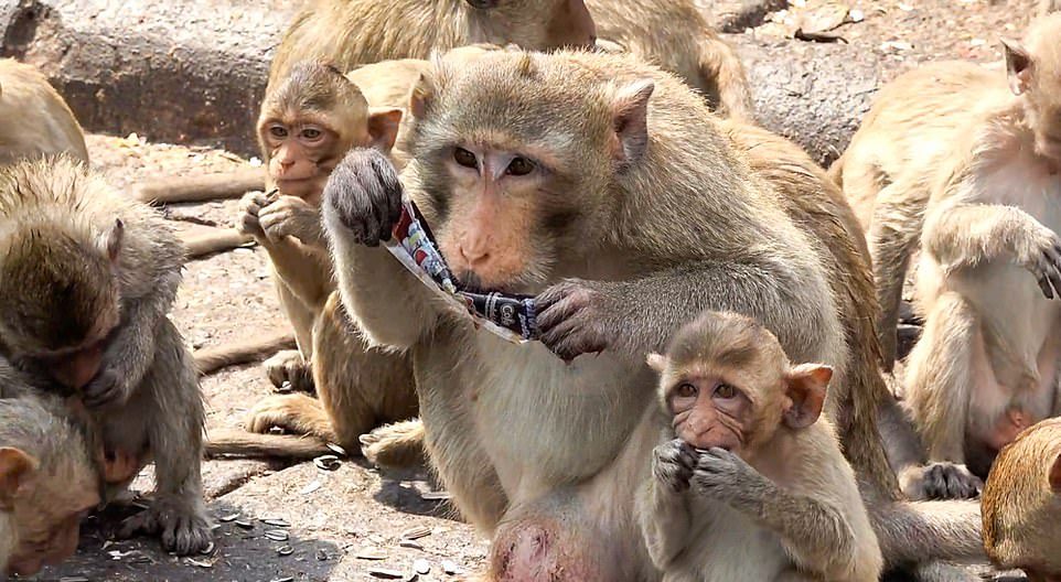 Тысячи обезьян терроризируют тайский город