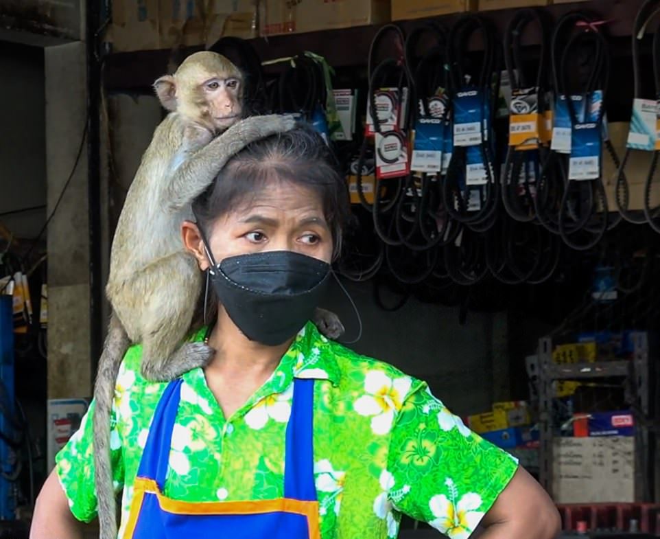 Тысячи обезьян терроризируют тайский город
