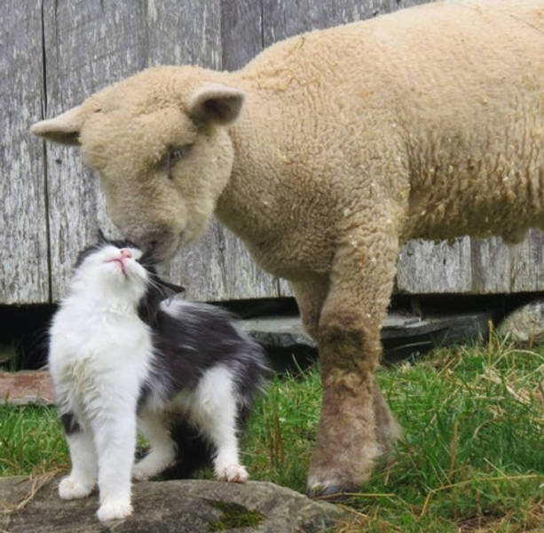Замечательные снимки, демонстрирующие дружбу в мире животных