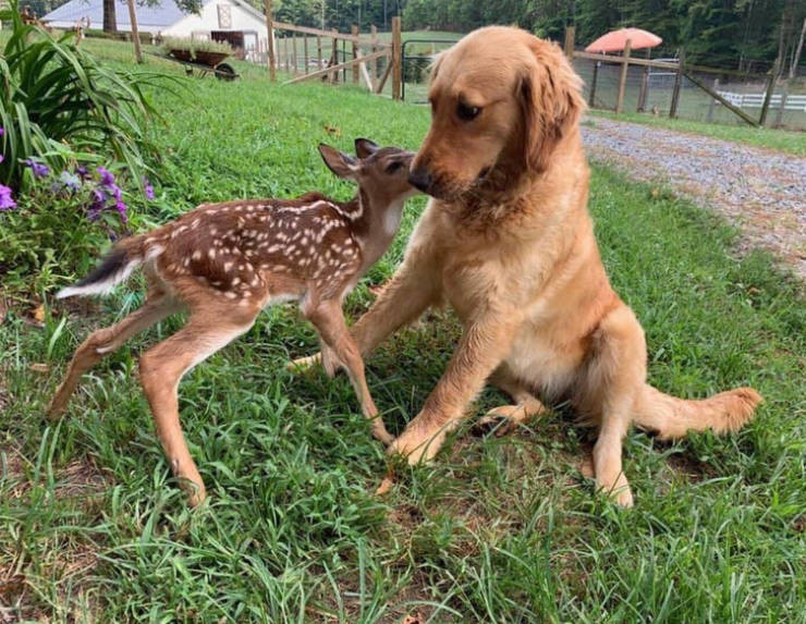 Замечательные снимки, демонстрирующие дружбу в мире животных