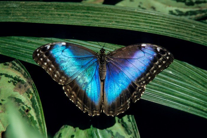Почему синий цвет крайне редко встречается в природе?