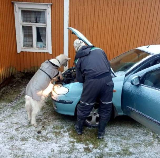 Снимки с забавными животными, которые заряжают позитивом