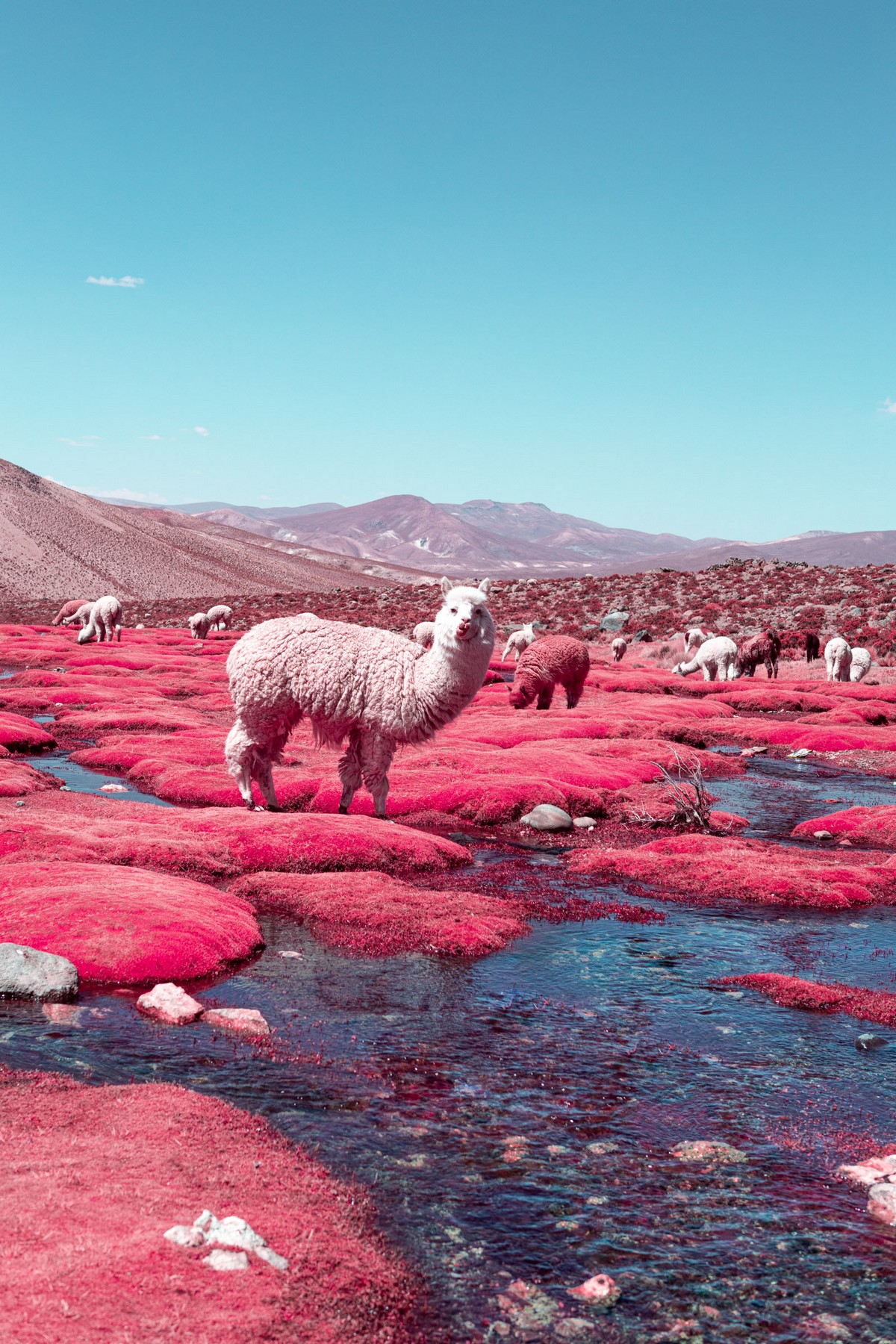 Сюрреалистические инфракрасные пейзажные снимки от Паоло Петтиджани Картинки и фото