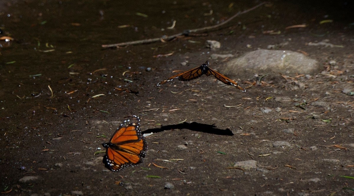 Миллионы бабочек-монархов прилетают зимовать в Мексику