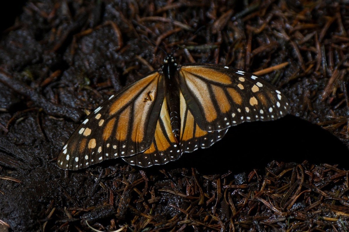 Миллионы бабочек-монархов прилетают зимовать в Мексику