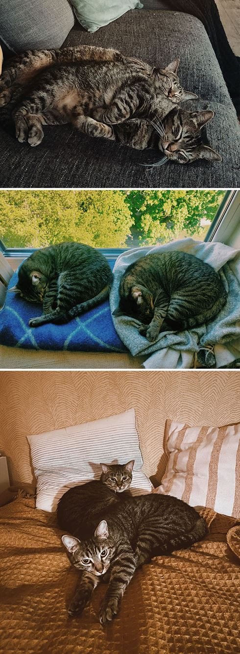 Почему два котика в доме лучше, чем один