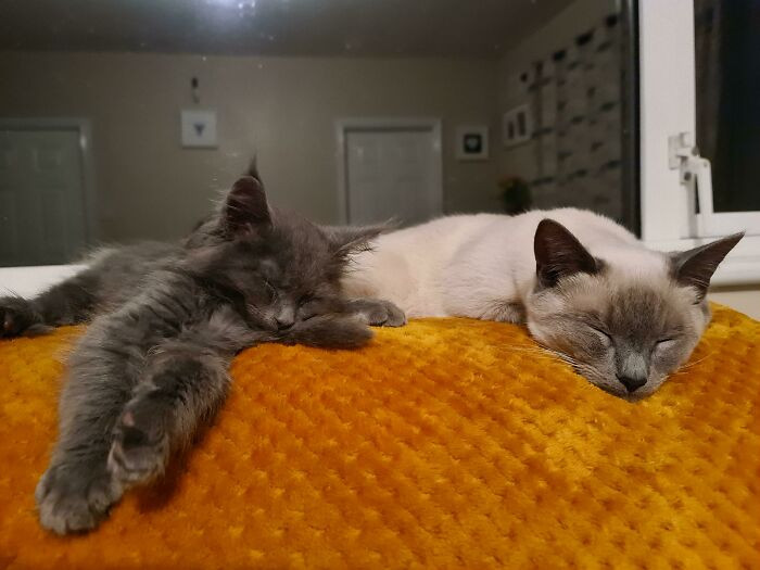 Почему два котика в доме лучше, чем один