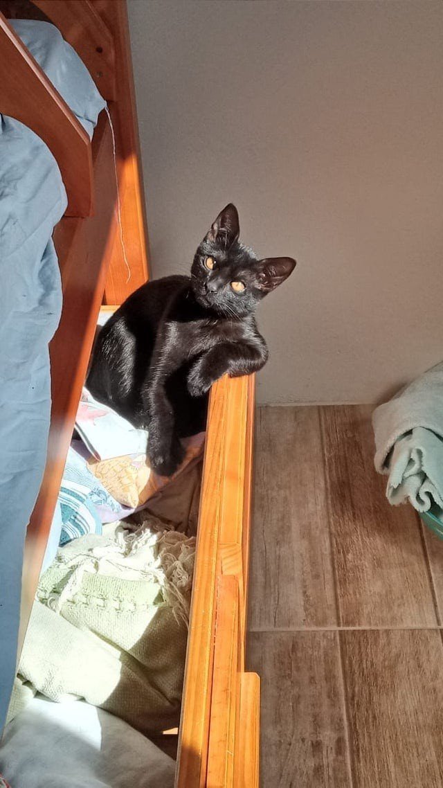 Снимки чёрных котов, которые приносят в дом только радость и веселье
