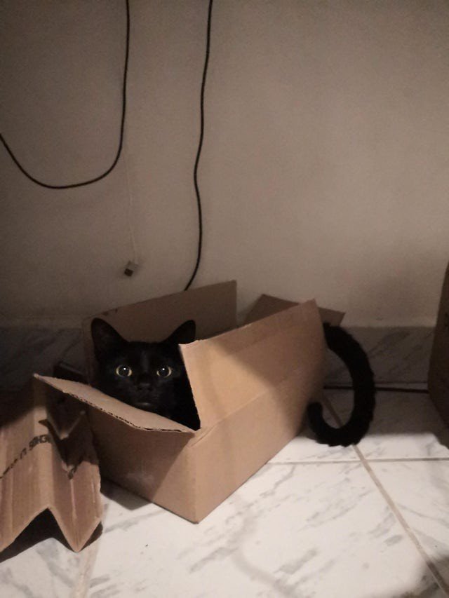 Снимки чёрных котов, которые приносят в дом только радость и веселье