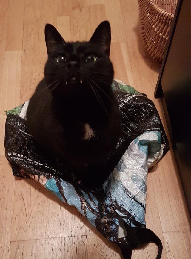 Снимки чёрных котов, которые приносят в дом только радость и веселье Животные