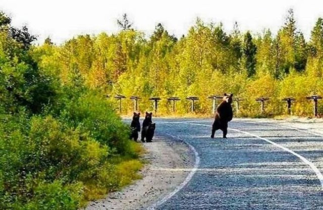 Забавные медведи в их повседневной жизни