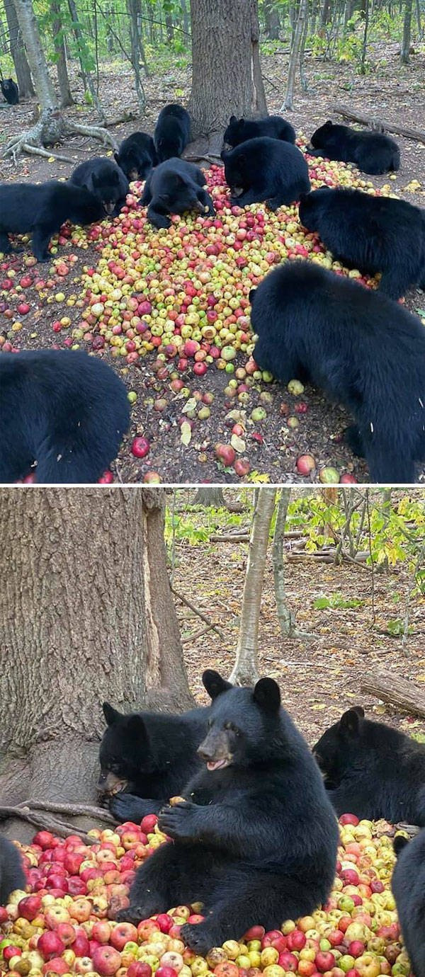 Забавные медведи в их повседневной жизни