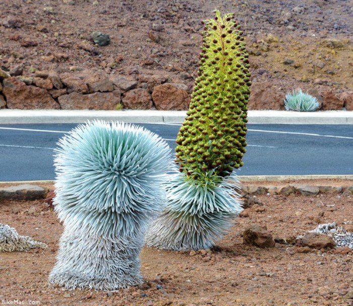 Снимки самых необычных растений мира, которые вас удивят