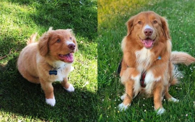 Тогда и сейчас: снимки собак, которые очаровательны в любом возрасте
