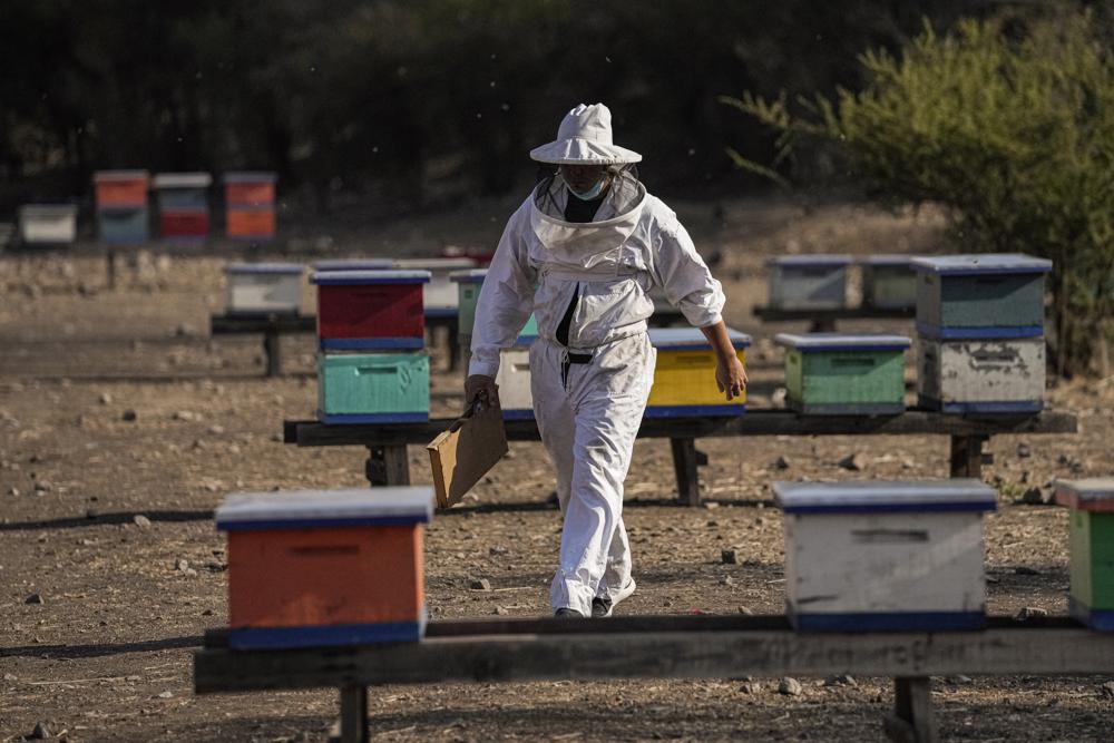 Засуха угрожает пчеловодству в Чили