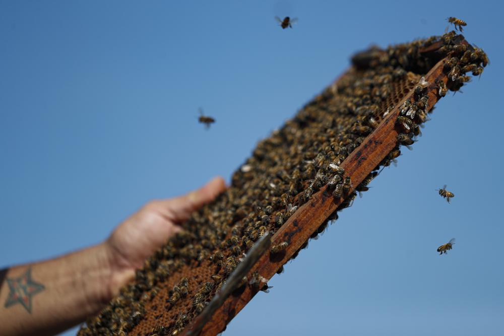 Засуха угрожает пчеловодству в Чили