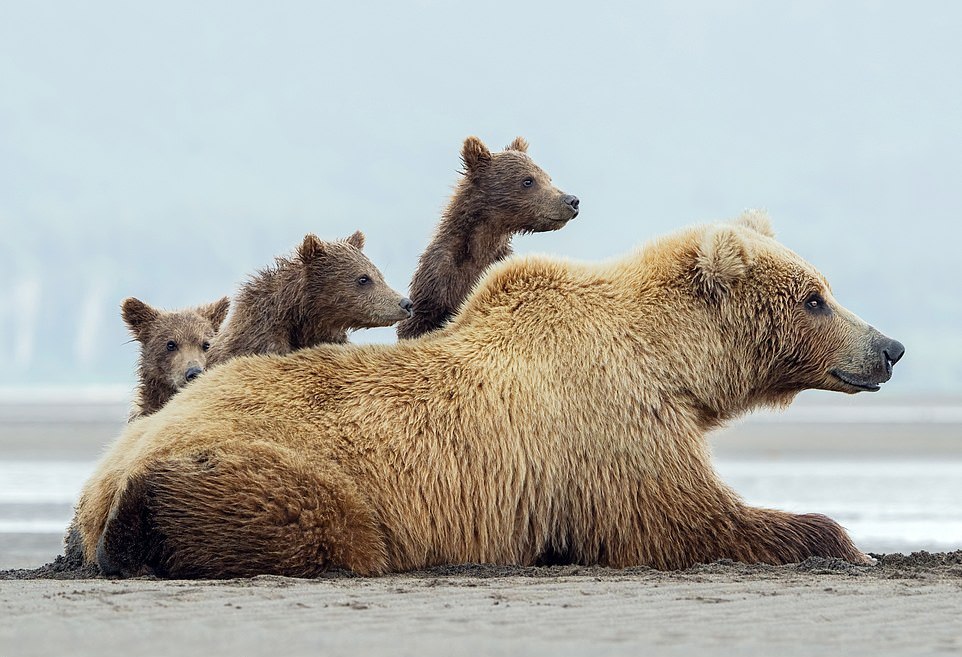 Медведица-мать и очаровательные детеныши на пляже Аляски