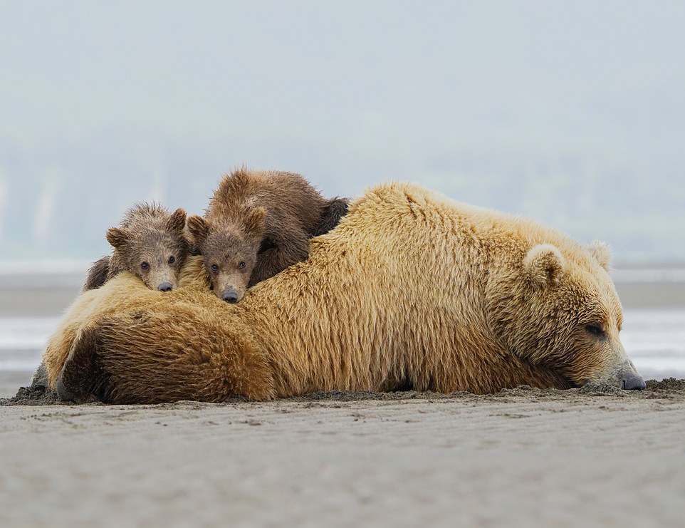 Медведица-мать и очаровательные детеныши на пляже Аляски