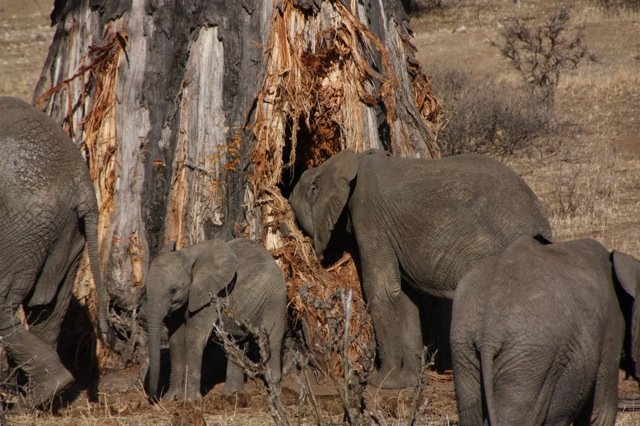 Зачем африканские слоны грызут баобабы?