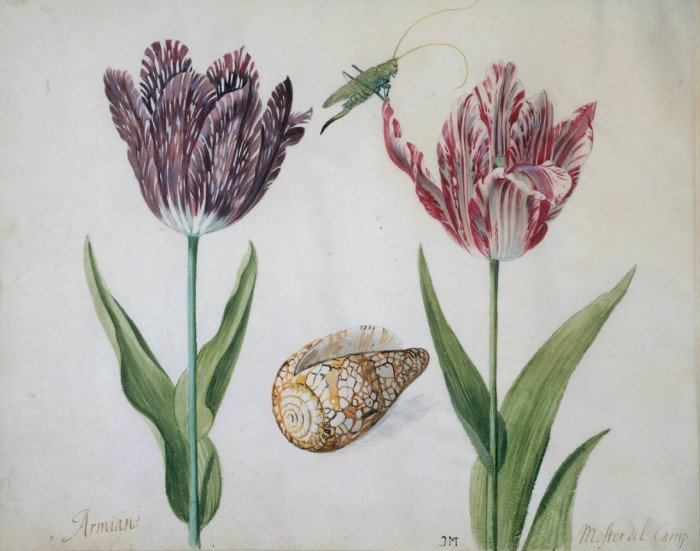 Как в XVII веке прагматичные голландцы сошли с ума на почве тюльпанов