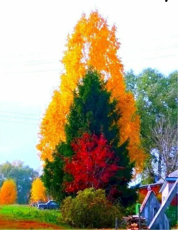 Как листья выбирают, в какой цвет им окраситься осенью