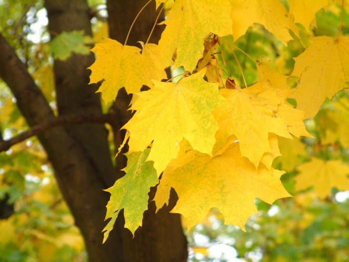 Как листья выбирают, в какой цвет им окраситься осенью