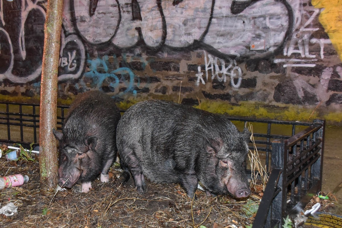 Двух свиней спасли из пожара на складе в Нью-Йорке