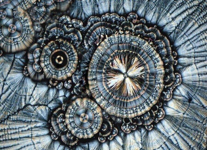 Необычный взгляд на мир через микроскоп
