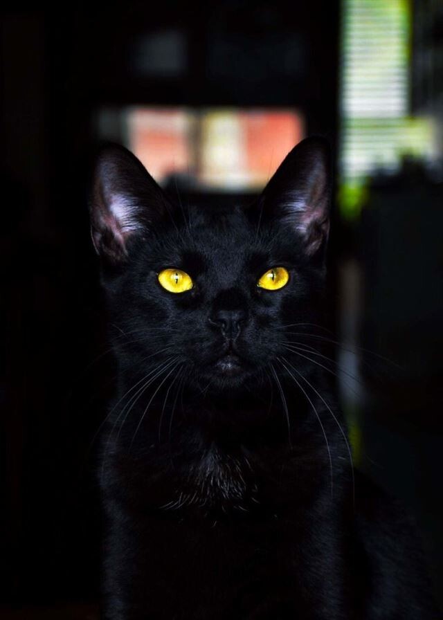 Грациозные чёрные кошки и котики