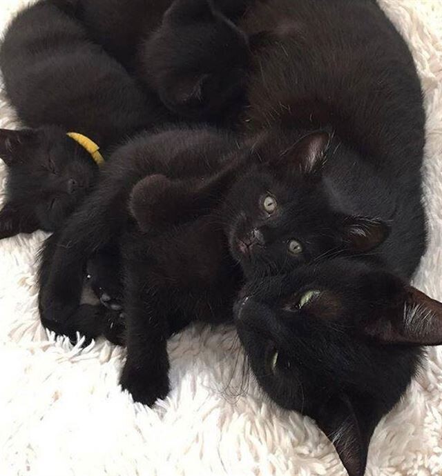 Грациозные чёрные кошки и котики