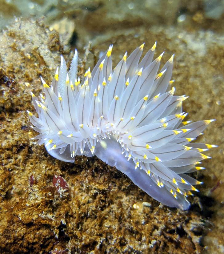 Фантастические и удивительные существа из морских глубин