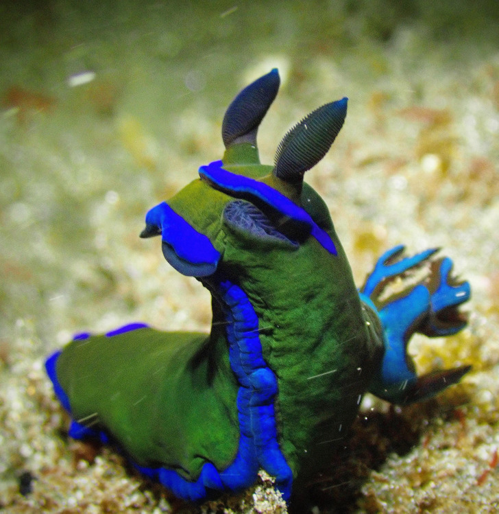Фантастические и удивительные существа из морских глубин