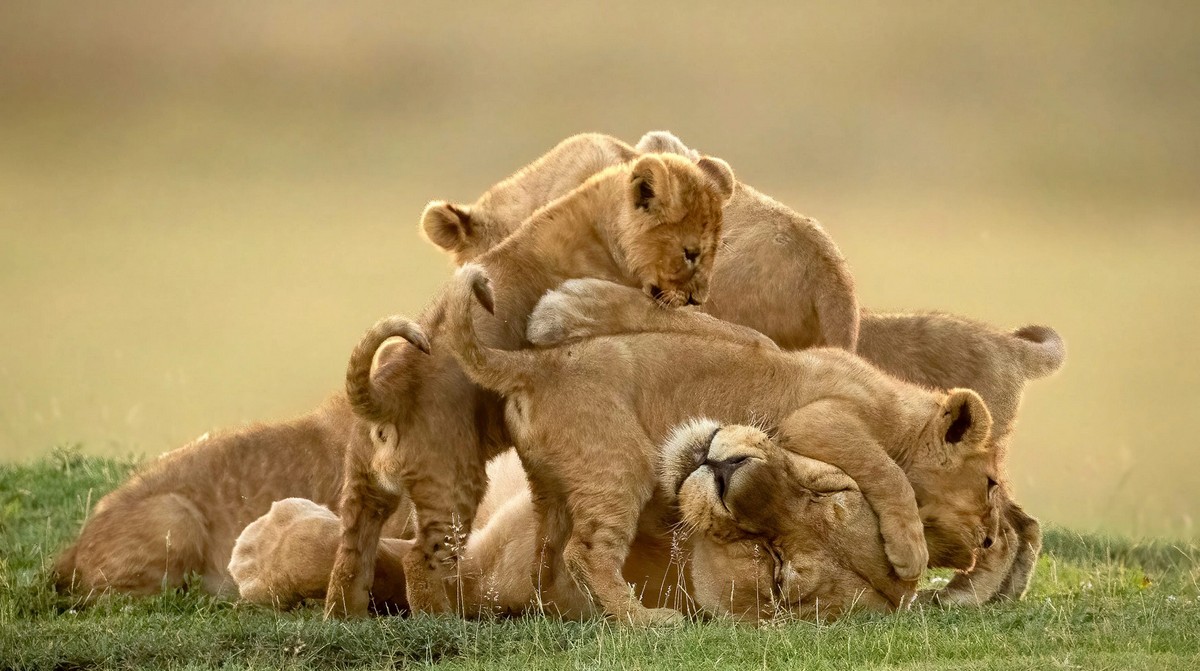 Милые львята играют с мамой в Танзании