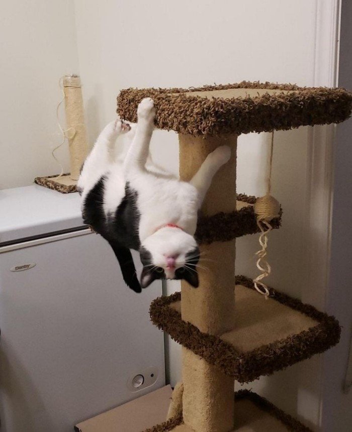 Снимки котов, которые бросили вызов законам физики
