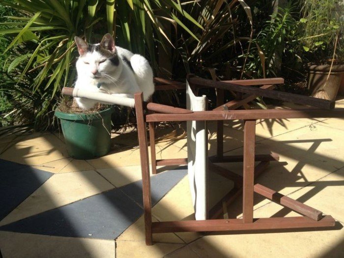 Снимки котов, которые бросили вызов законам физики