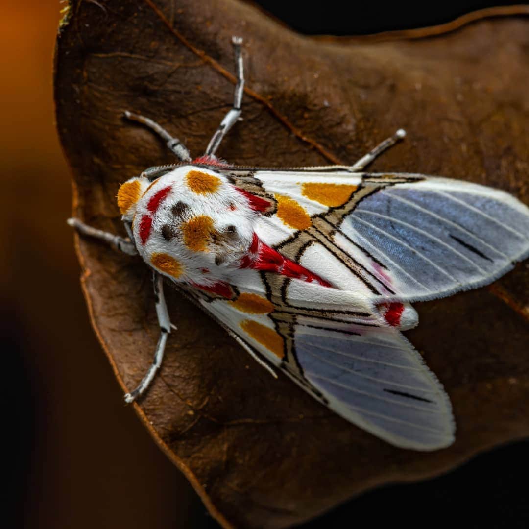 Диковинные насекомые, которых природа наделила инопланетной внешностью