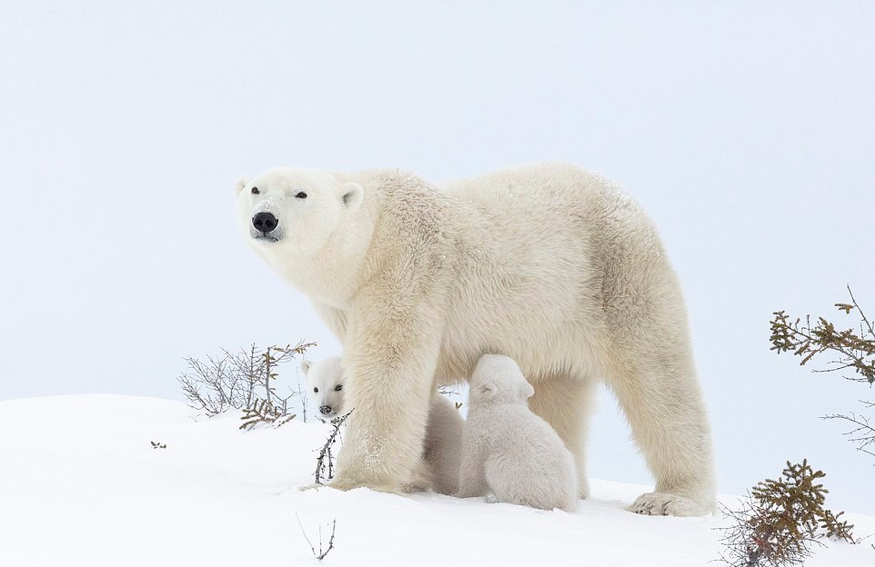 Белые медвежата впервые исследуют снег со своей матерью
