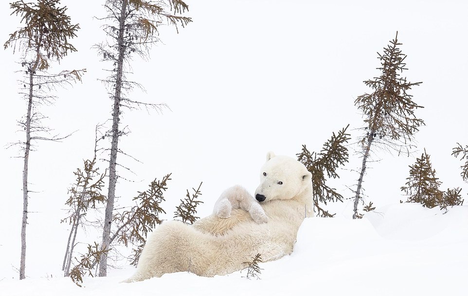 Белые медвежата впервые исследуют снег со своей матерью